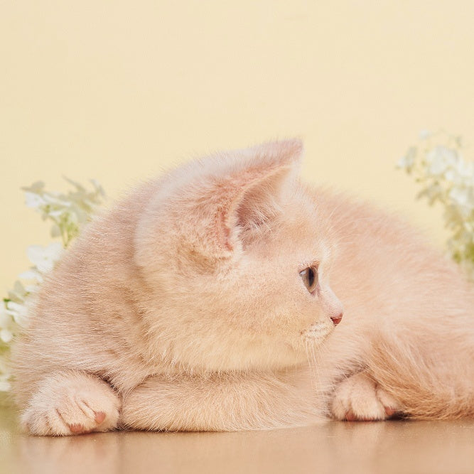 Plush British Shorthair male, cream