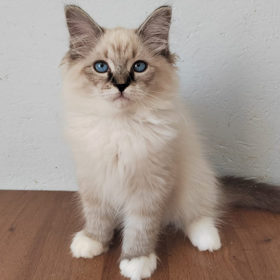 Jora Siberian male, black tabby pointed with white