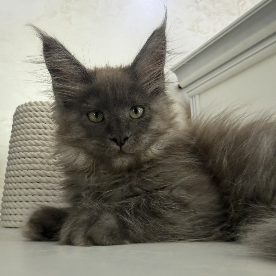 Ahata Maine Coon female, black silver
