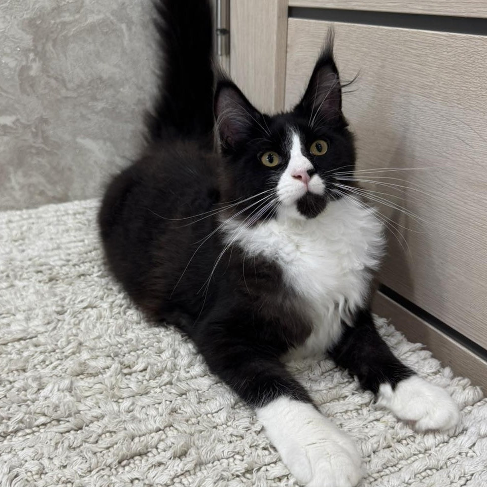 Sandra Maine Coon female, black silver bicolour