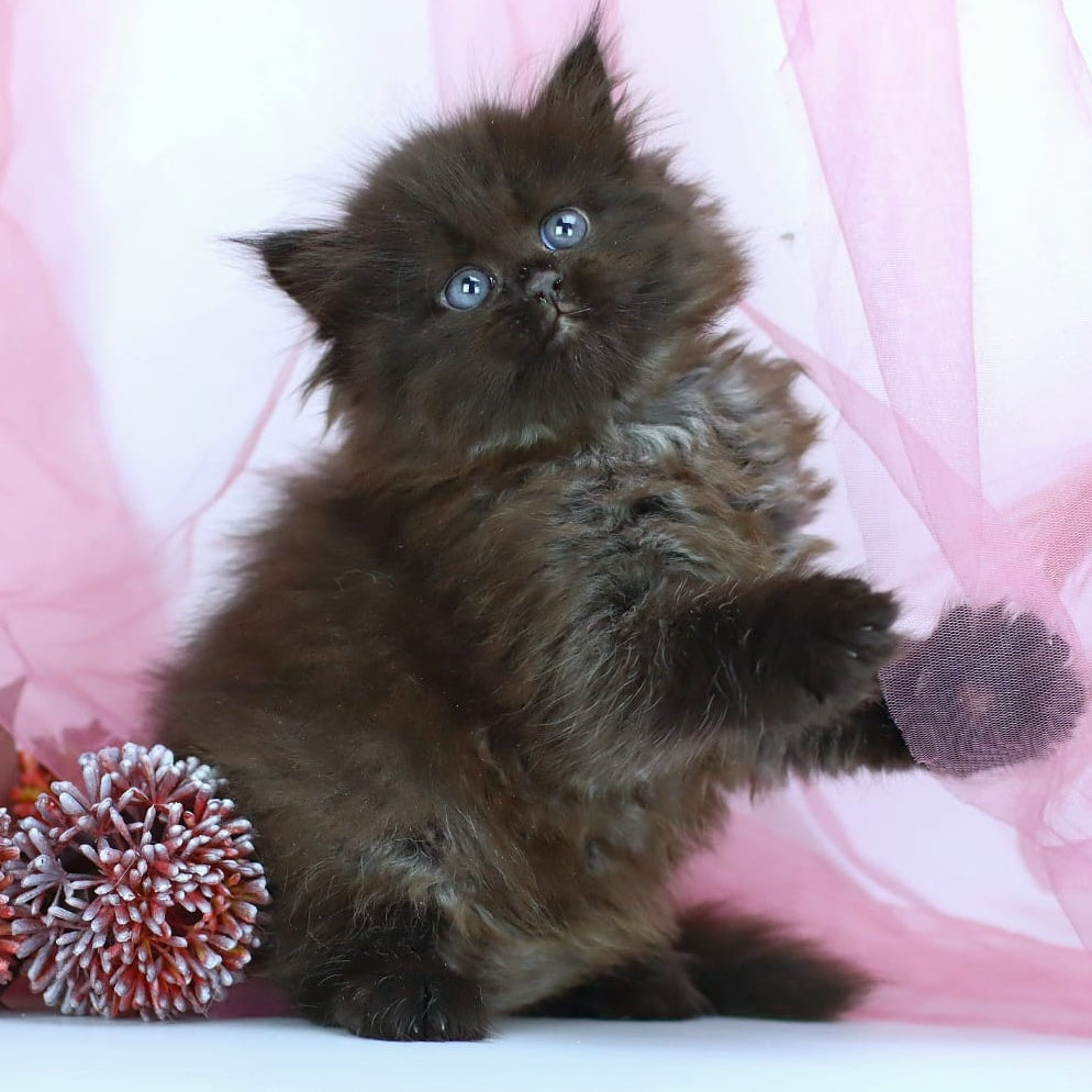 Hugo Boss Persian male, black