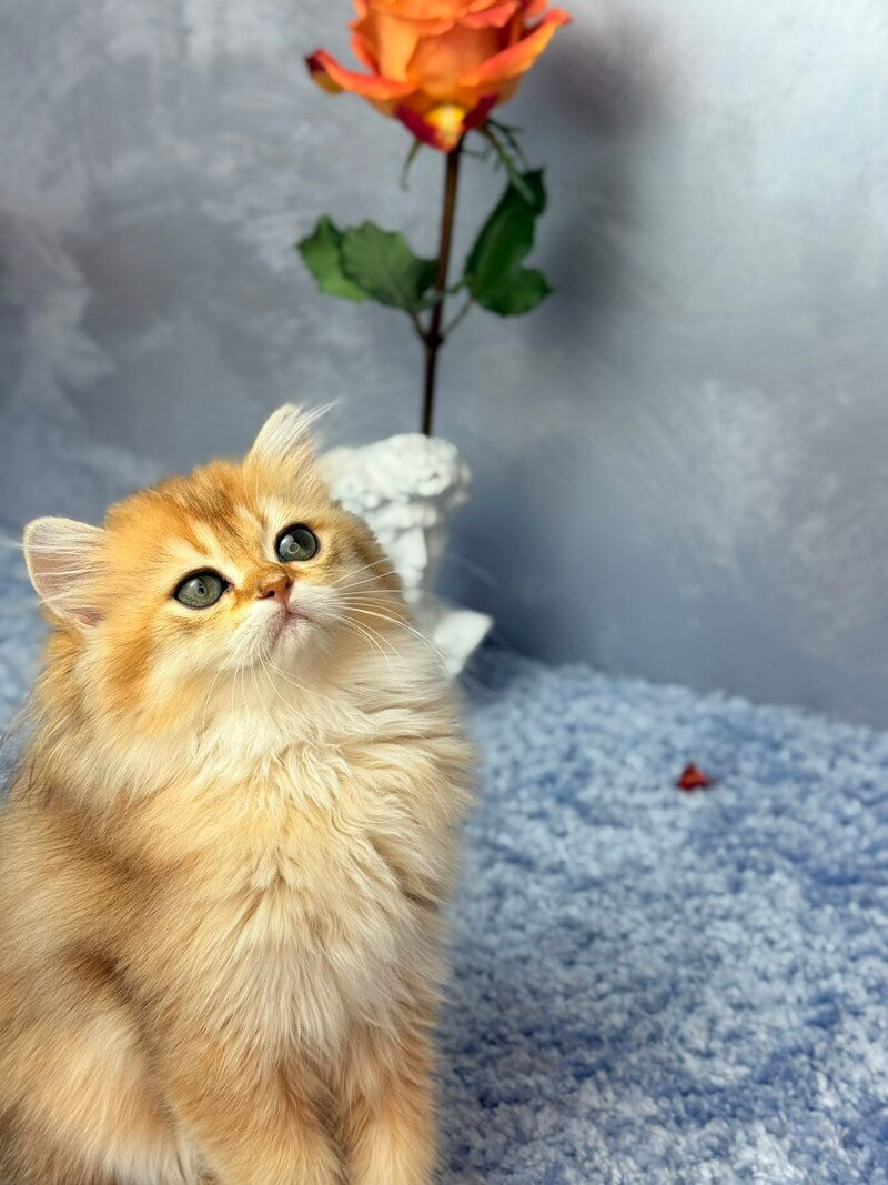 Dasha Scottish Straight female black golden shaded - live animals