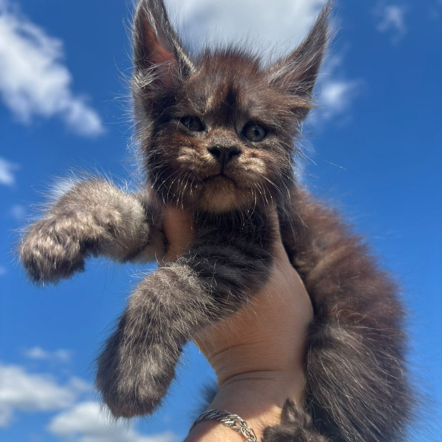 First Maine Coon male, black silver