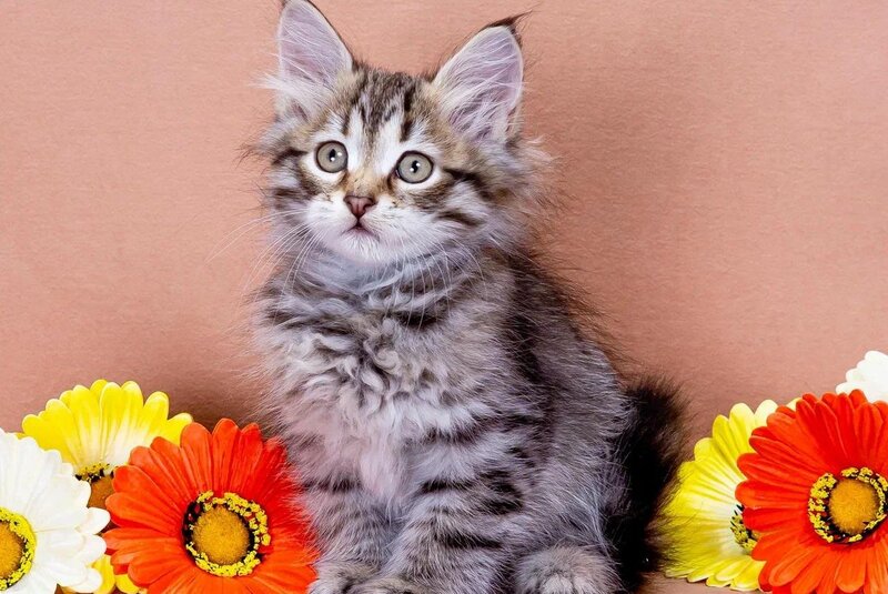 Darvin Siberian male black spotted tabby - live animals