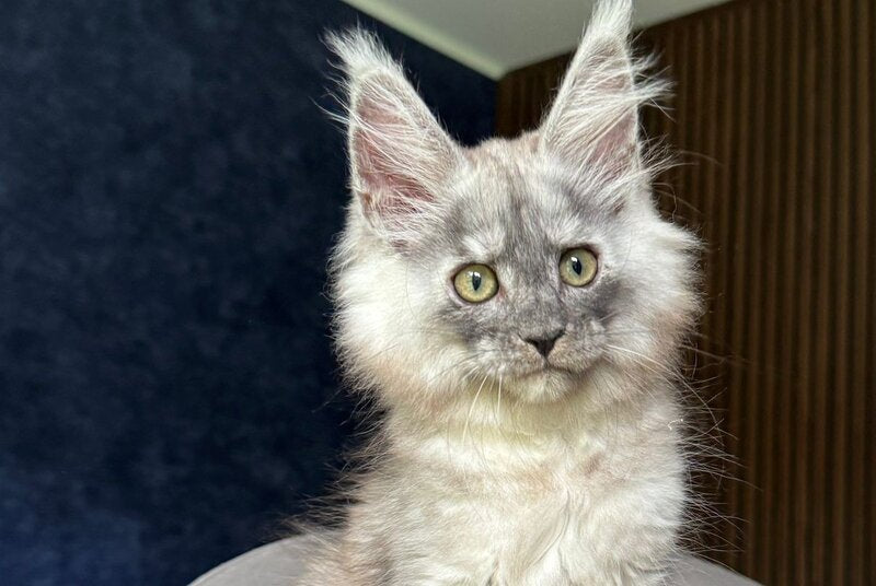 Daja Maine Coon female, black tortie silver