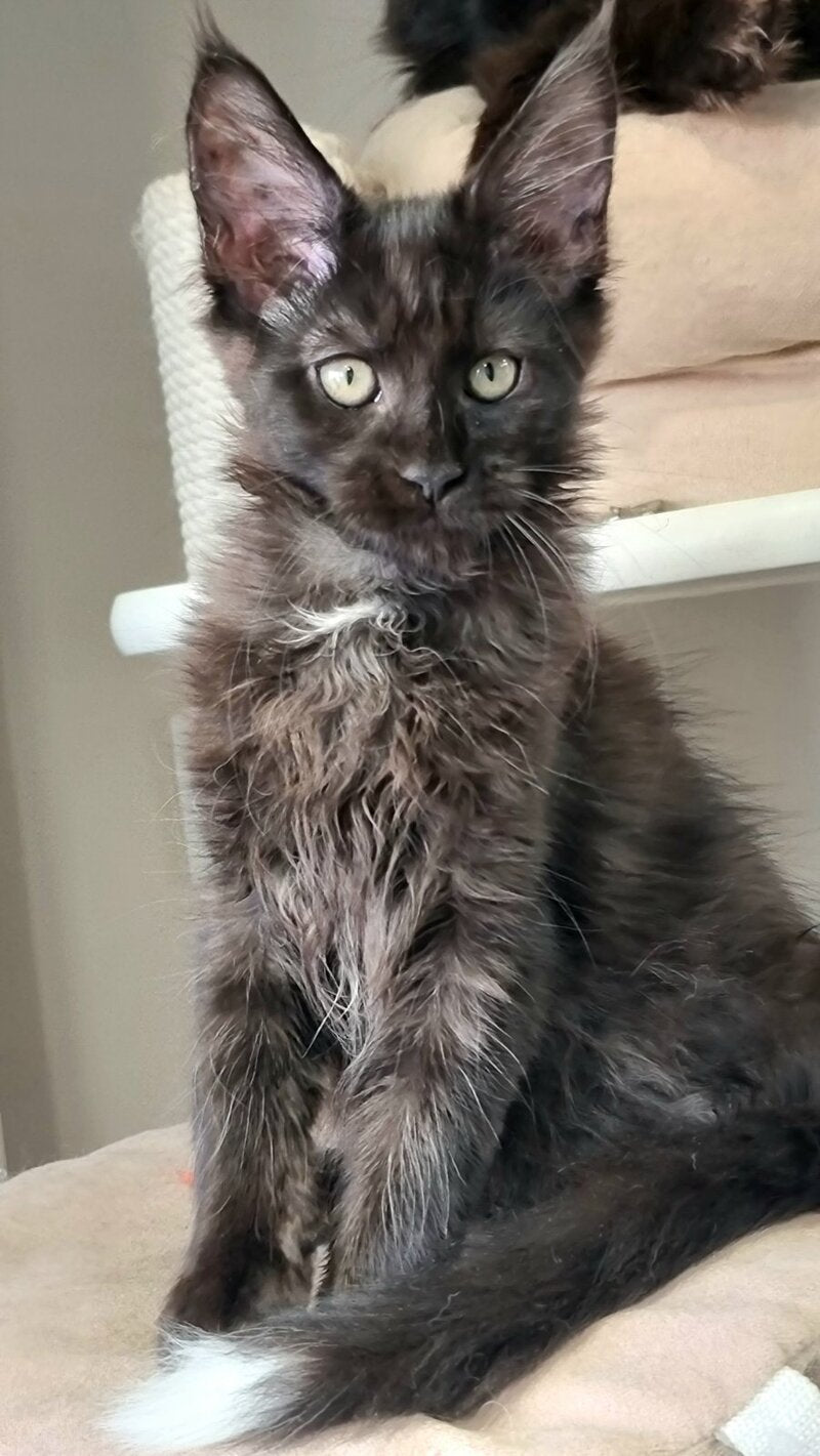 Debora Maine Coon female black with white - live animals