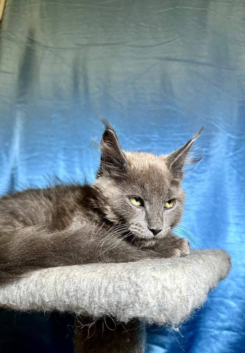 Marcus Maine Coon male, blue