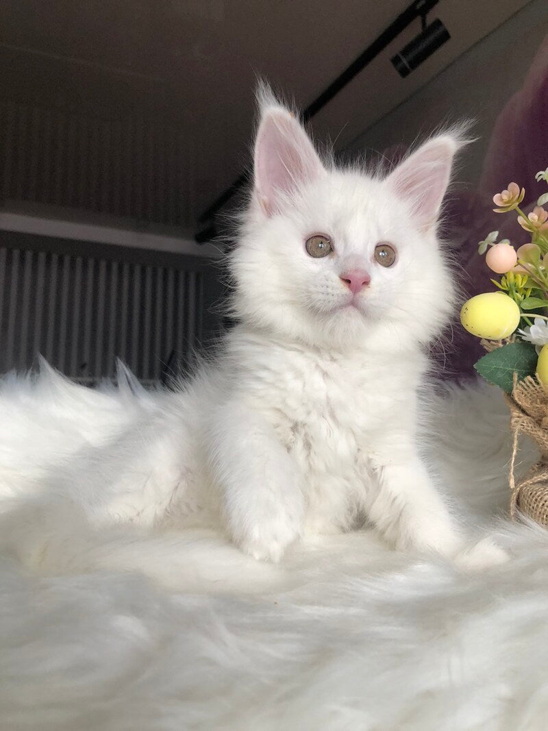 White Angel Maine Coon male white - live animals