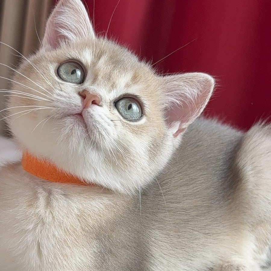 Elpako Scottish Straight male, blue golden shaded