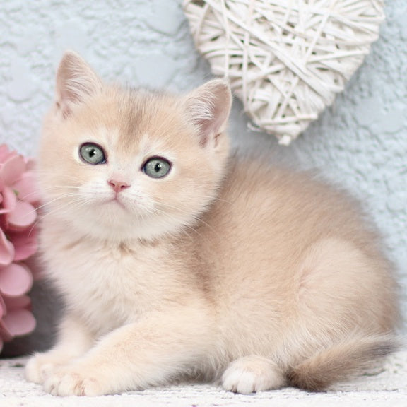 Cindy British Shorthair female, blue golden shaded