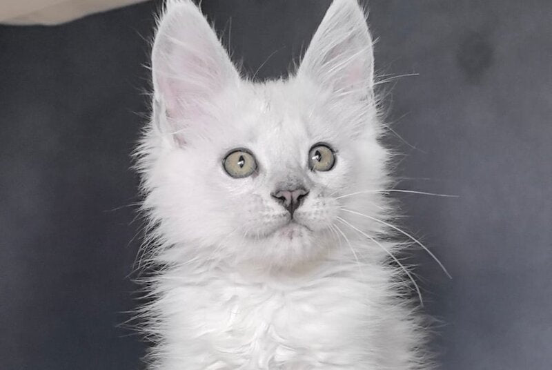 Uran Maine Coon polydactyl male, black silver shaded