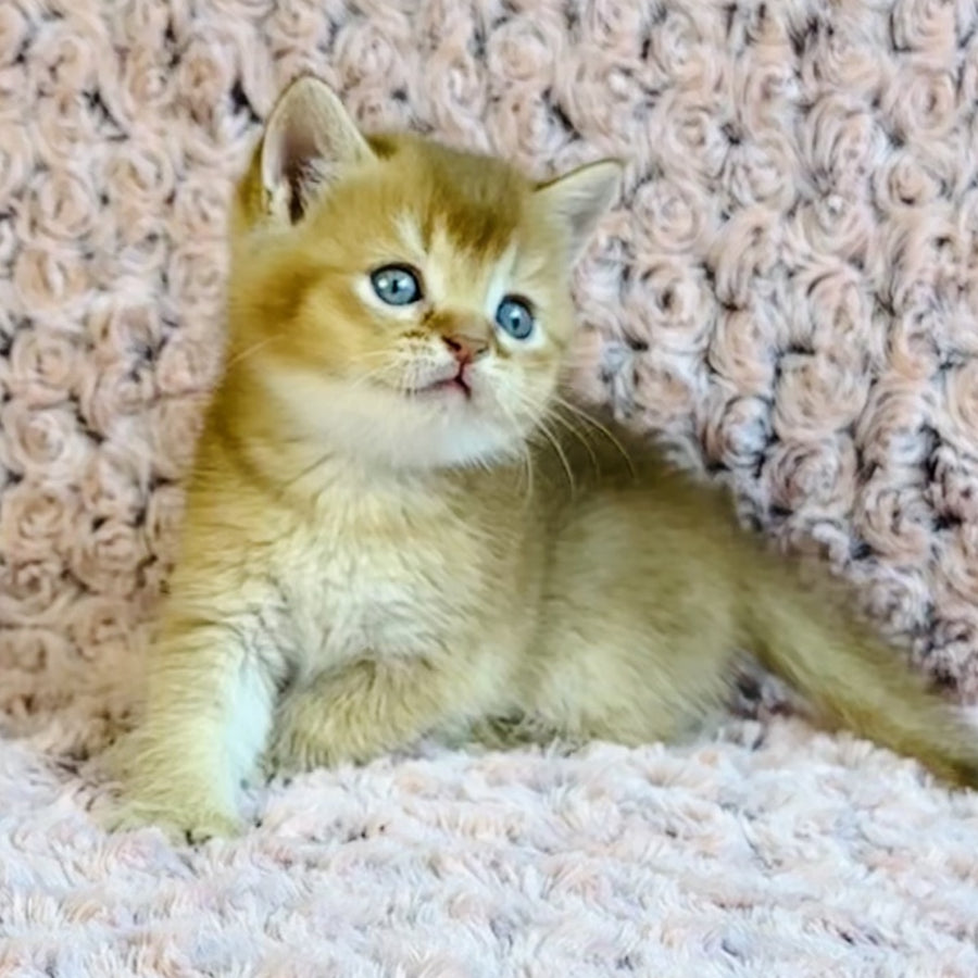 Golden Prince British Shorthair male, cinnamon golden shaded