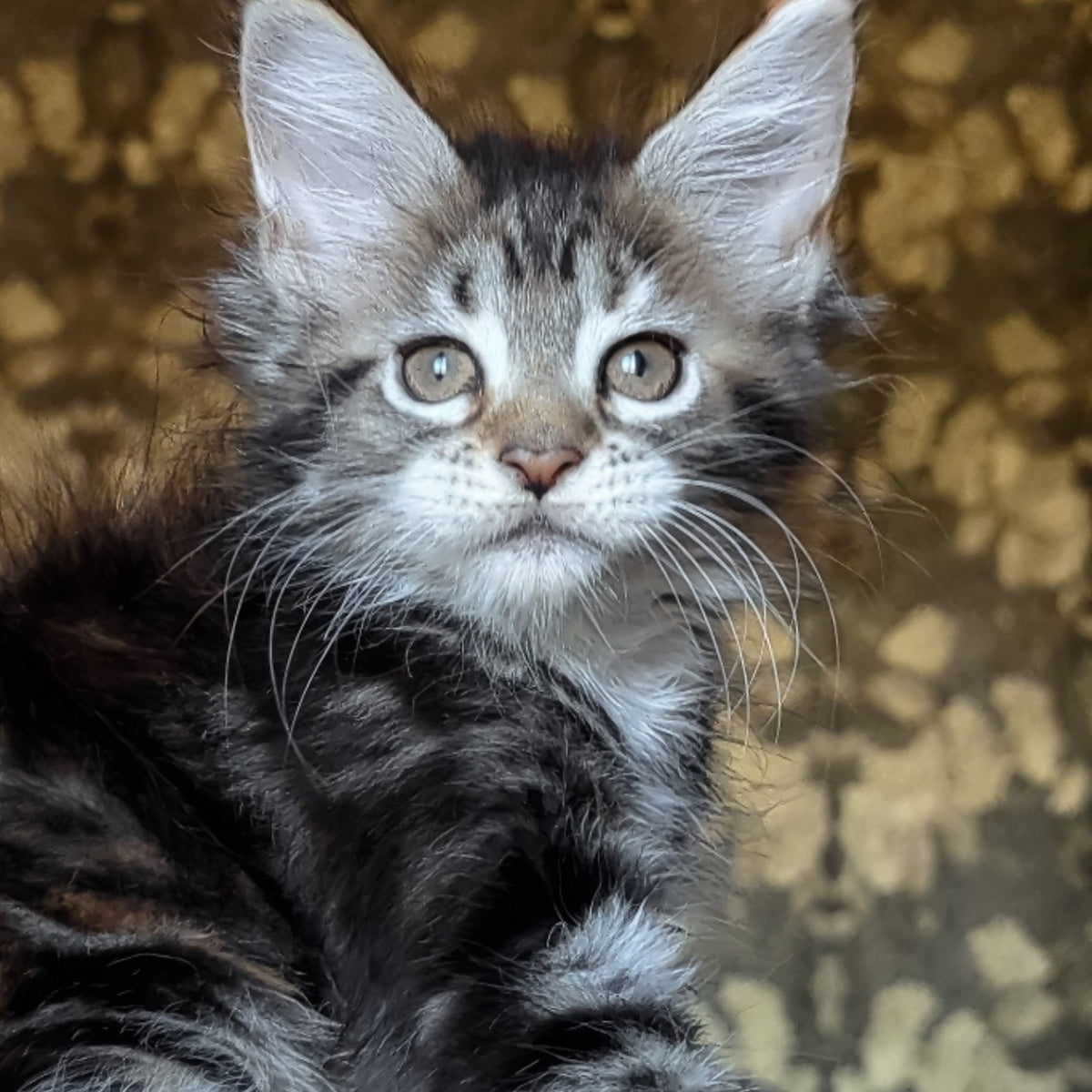 Irish Maine Coon female, black tortie tabby with white