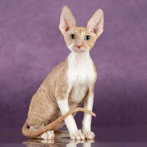 Cosmo Cornish Rex male, cream bicolour