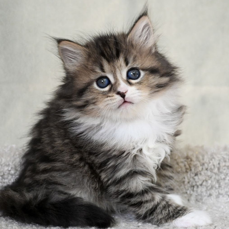 Lukas Siberian male, black spotted tabby with white