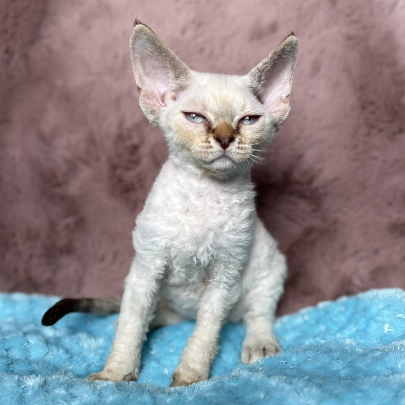 Xia Devon Rex female, seal lynx pointed