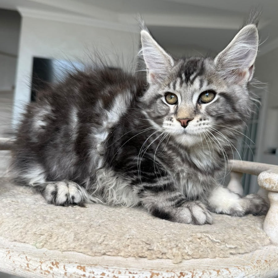 Jeya Maine Coon female, black silver tabby