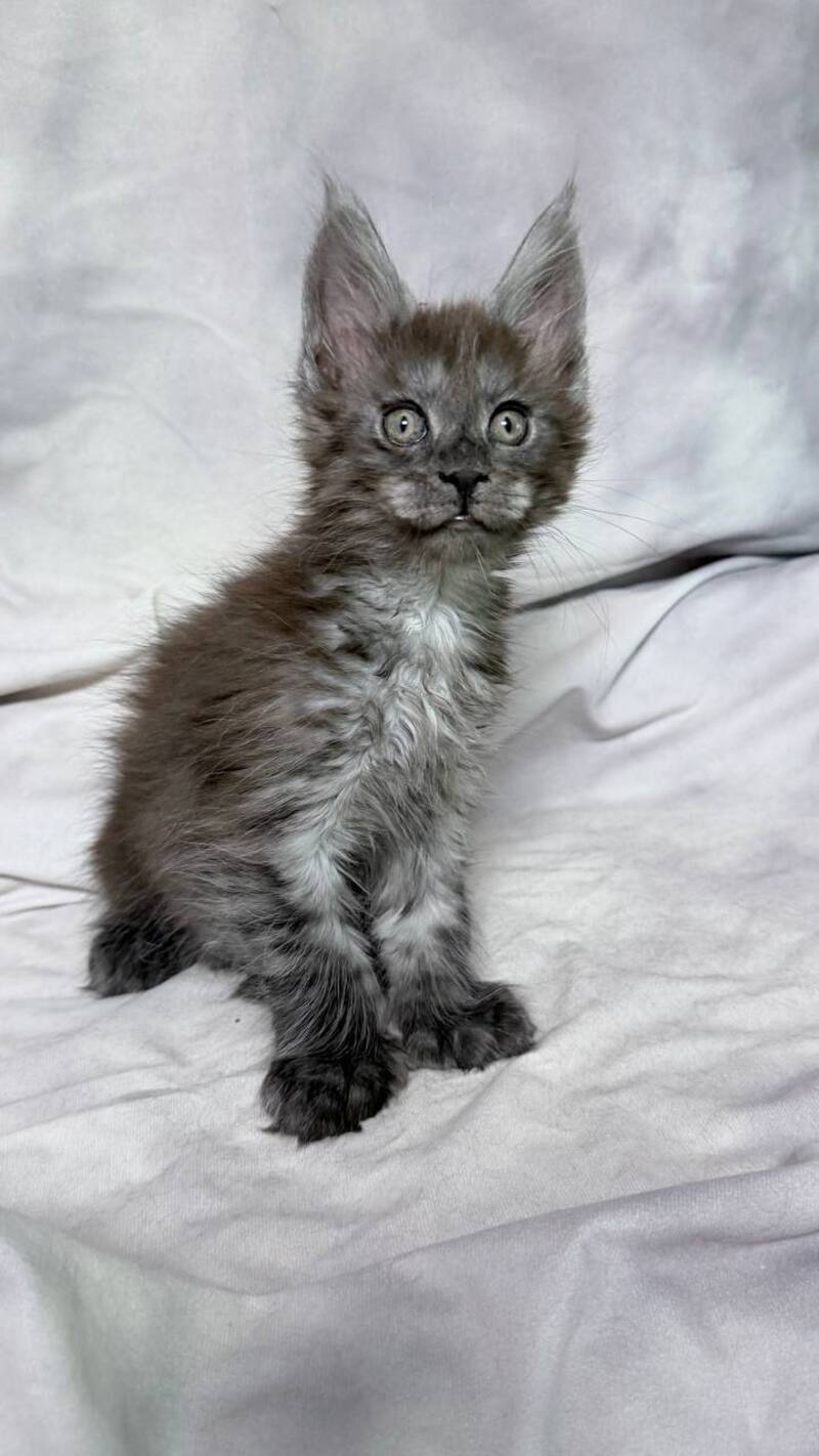 Ice Maine Coon polydactyl male, black silver with white