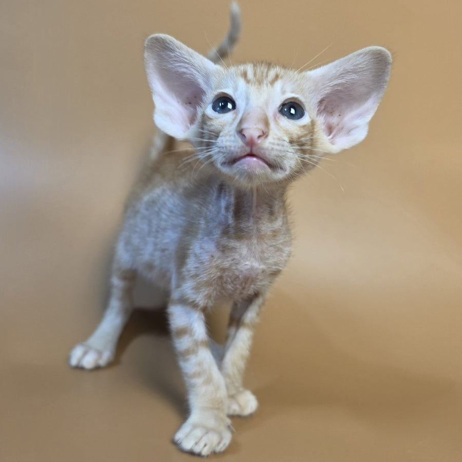 Flame Oriental Shorthair female, red