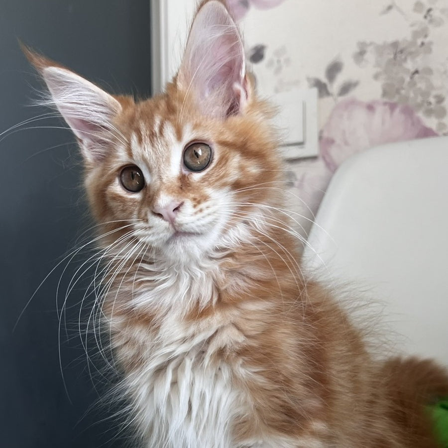 Sparky Maine Coon male, red tabby