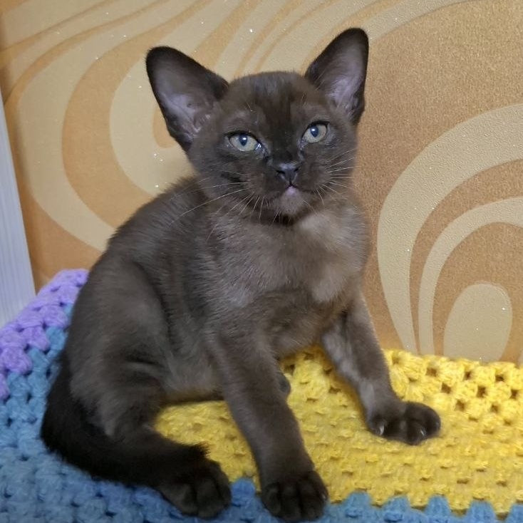 Hardi Burmese male, black