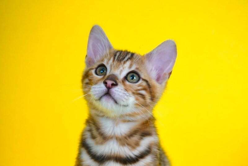 Jayson Bengal male, black spotted tabby