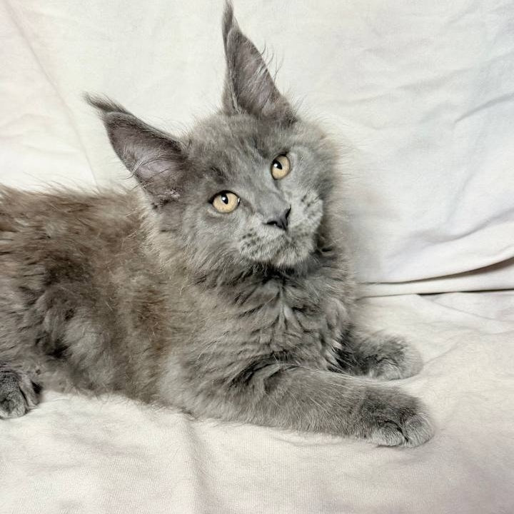 Gatsby Maine Coon male, blue silver