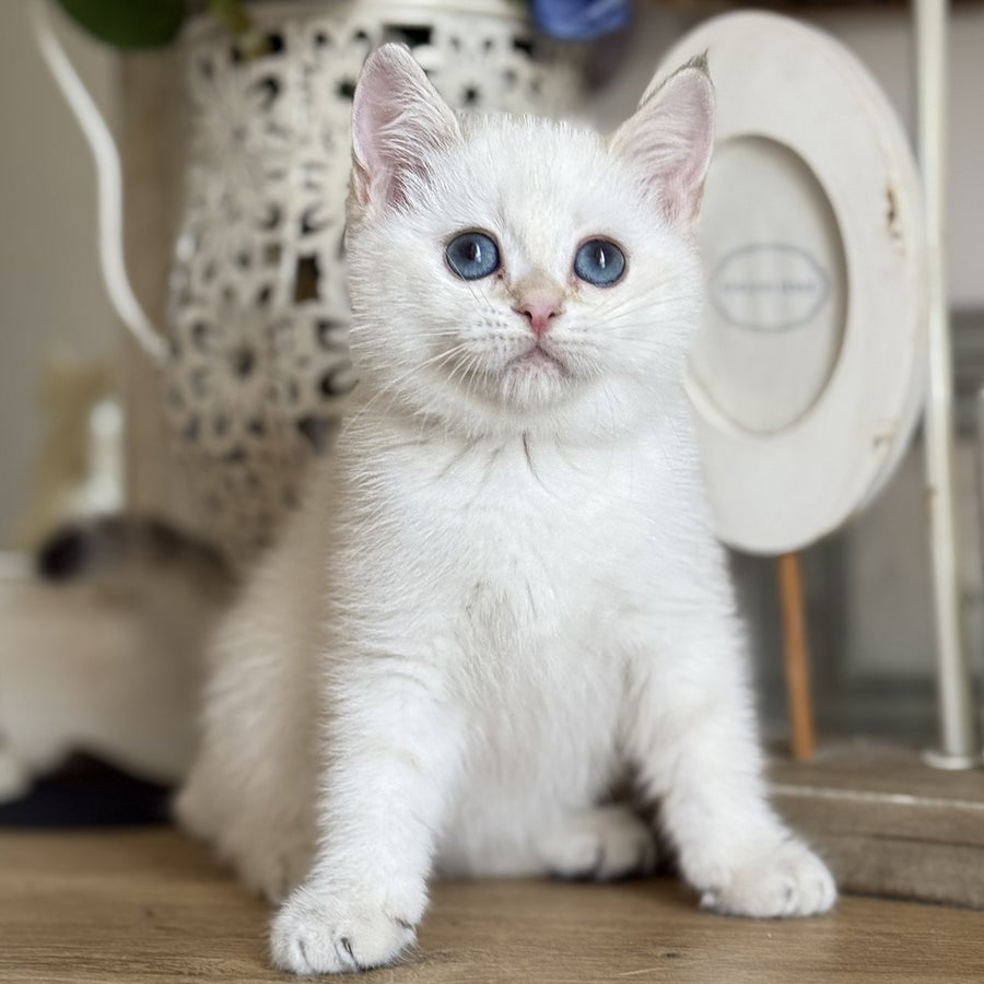 Maya British Shorthair female, black golden shaded pointed
