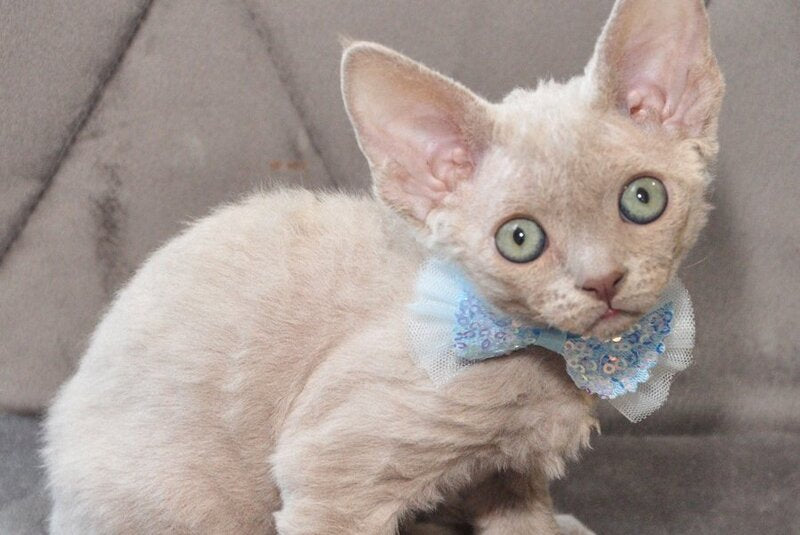 Tabba Devon Rex female lilac - live animals