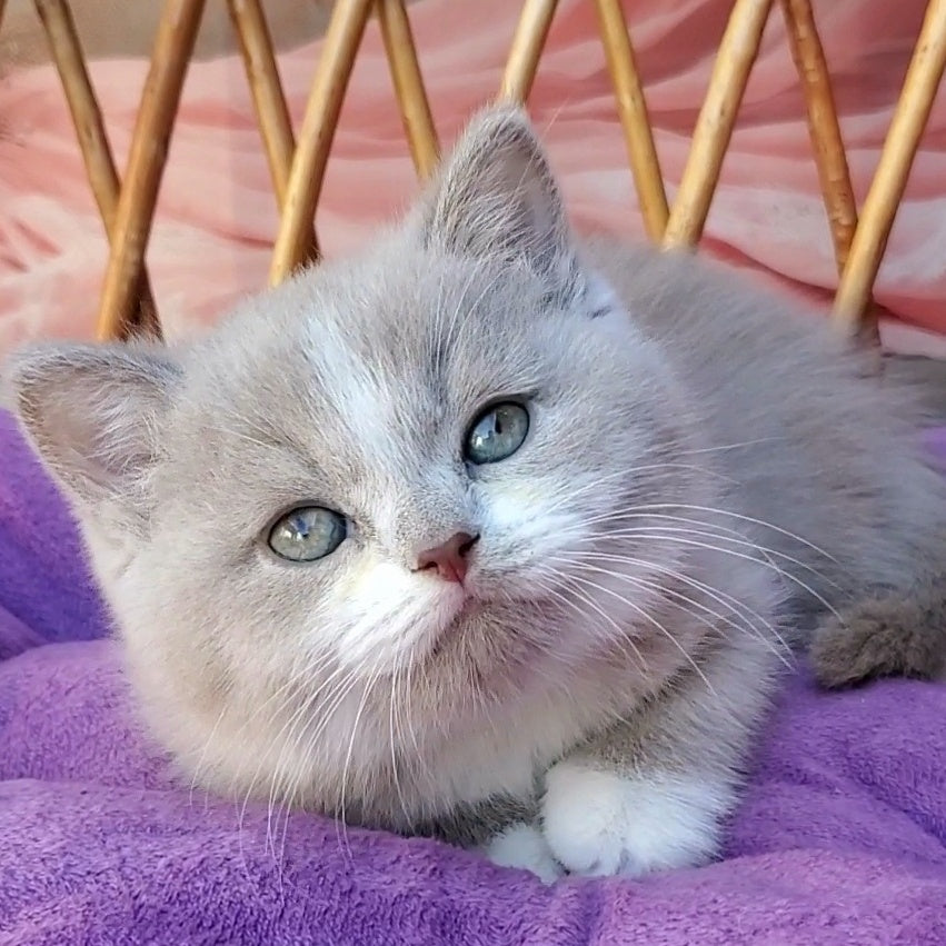 Casper British Shorthair male, lilac bicolour