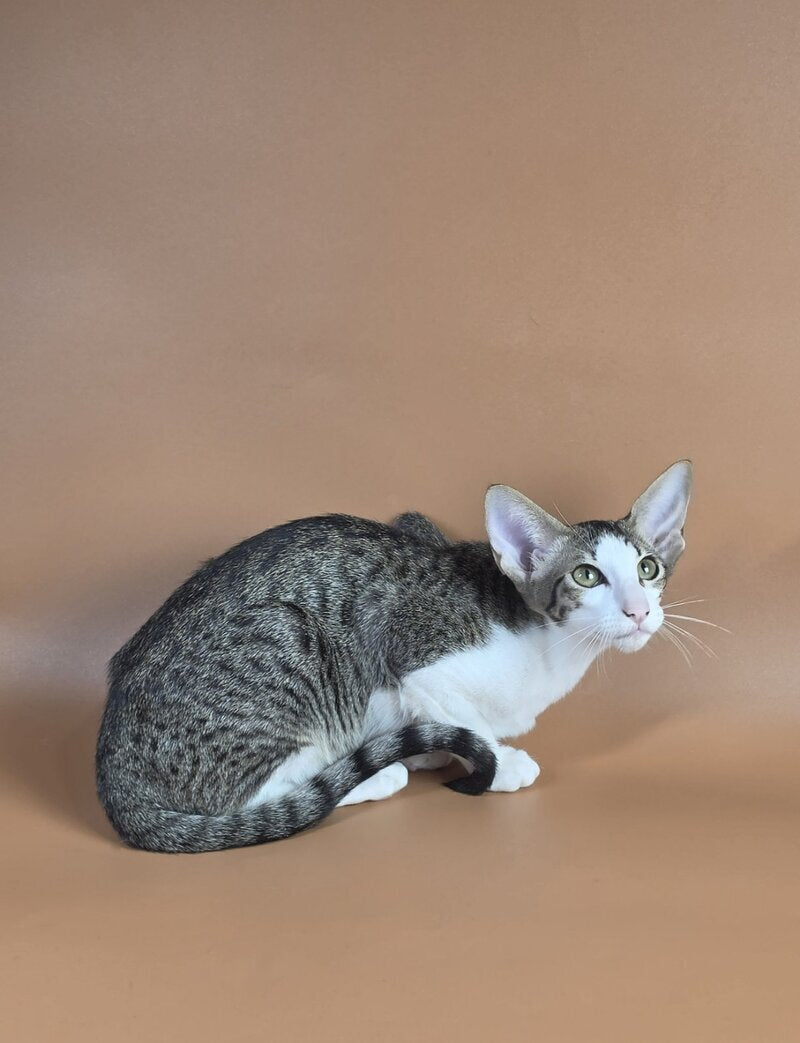 Ulya Oriental Shorthair female black bicolour spotted tabby - live animals