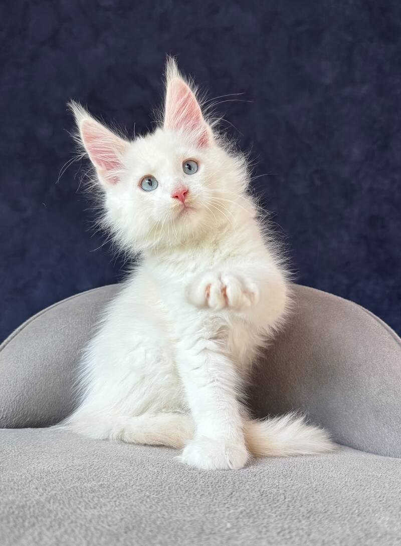 Gar Gar Maine Coon male, red silver with white