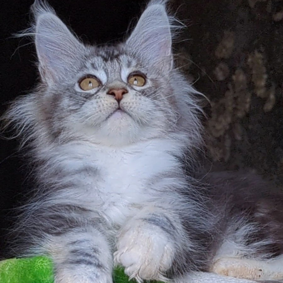 Irida Maine Coon female, black silver tabby with white