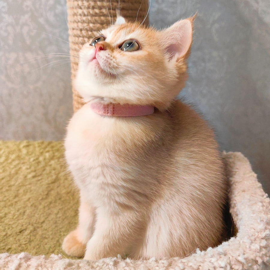 Bella Scottish Straight female, black golden shaded