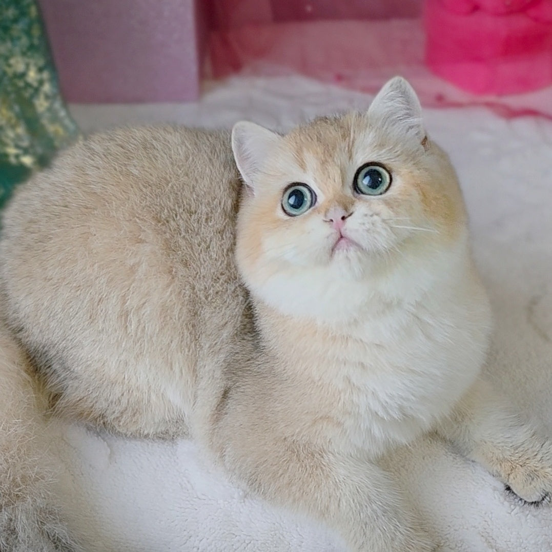 Richard British Shorthair male, black golden shaded