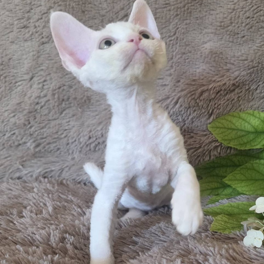 Watson Devon Rex male, white