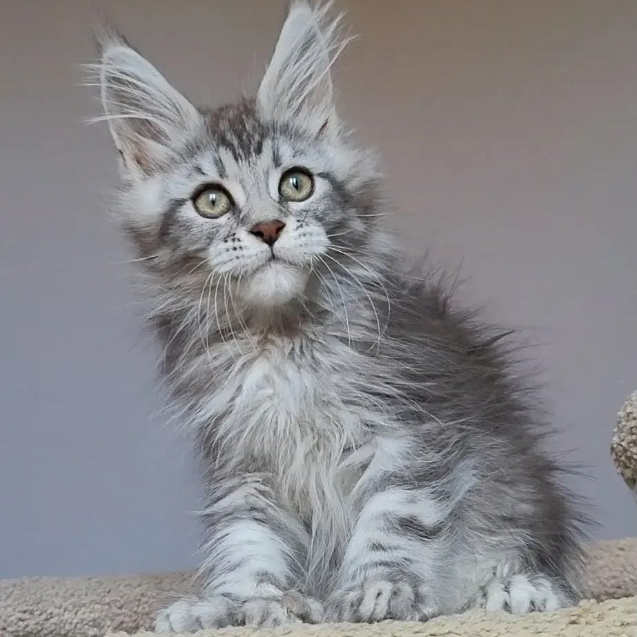 Hugo Maine Coon polydactyl 6x6x6x6 male, black silver tabby