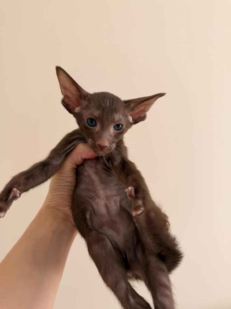 Aston Oriental Shorthair male chocolate - live animals