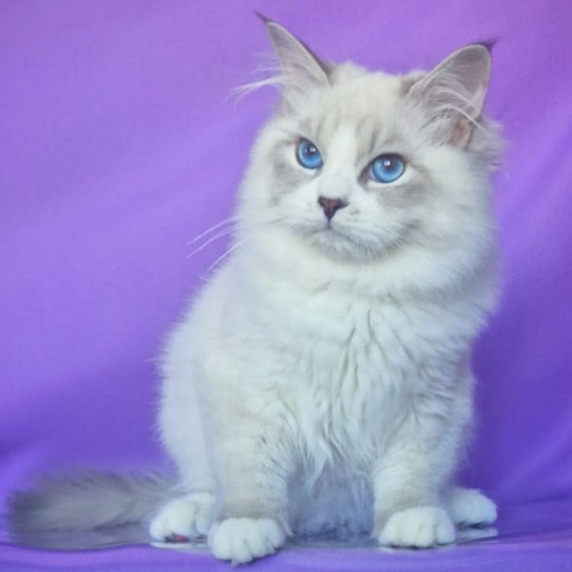 Federik Siberian male, blue bicolour tabby pointed