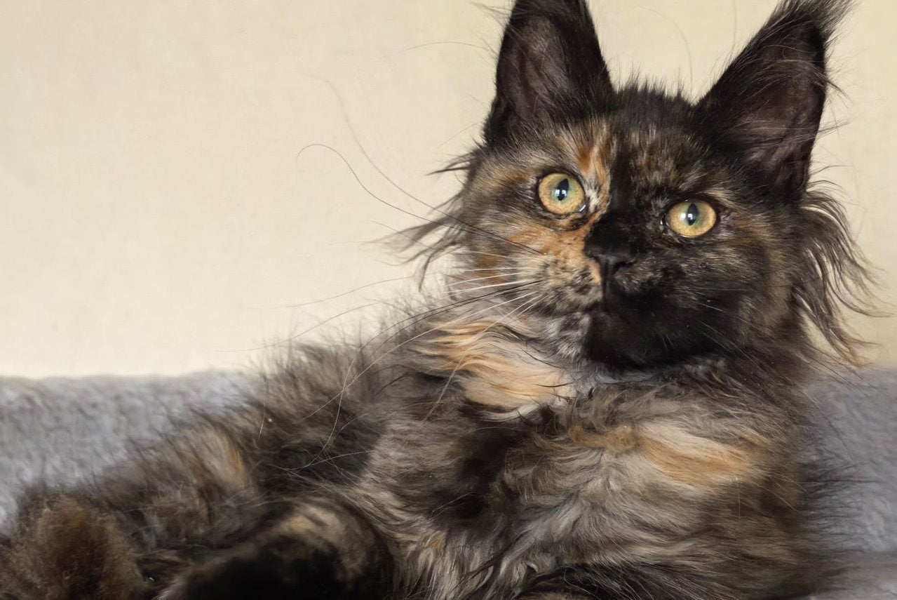 Denise Maine Coon female, black tortie