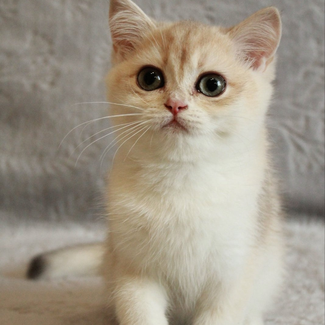 Kitty British Shorthair female, blue golden chinchilla