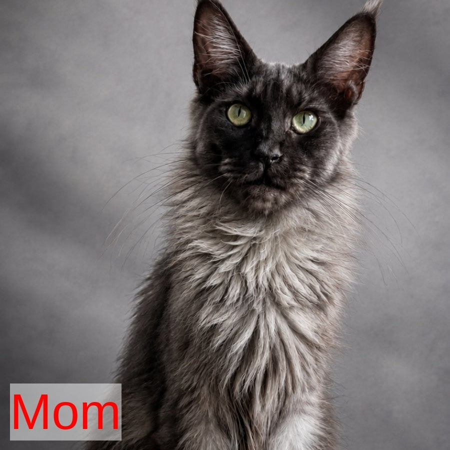 Lord Maine Coon male, blue silver tabby