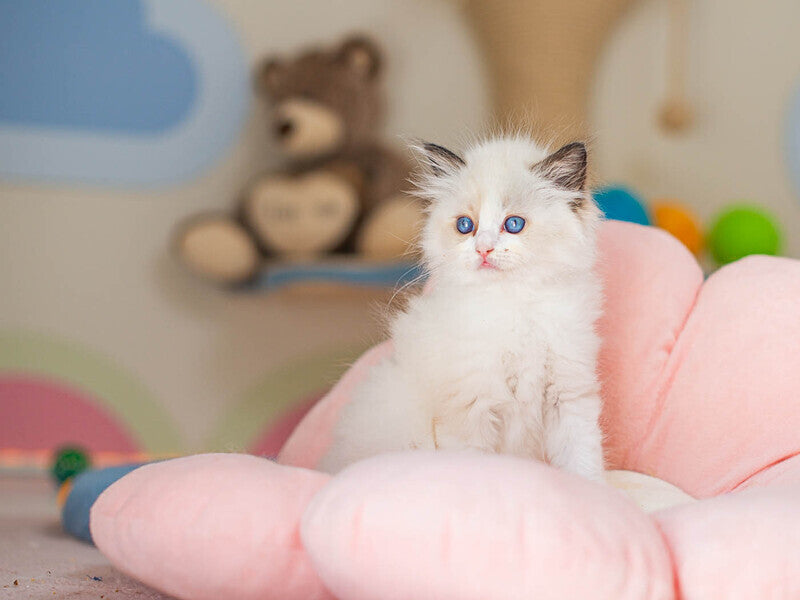Veda Ragdoll female, seal bicolour