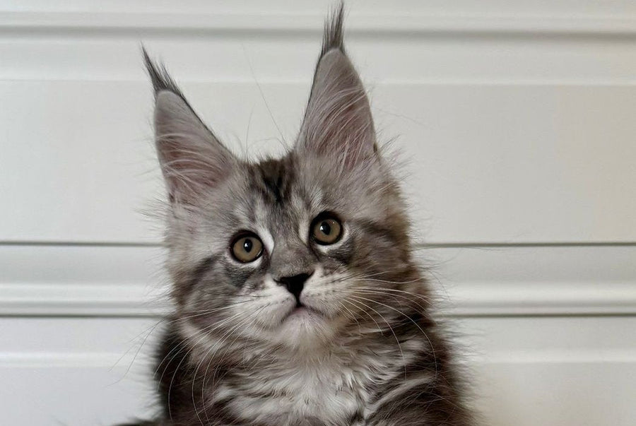 Juna Maine Coon male black silver tabby live animals