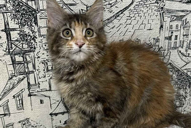 Fima Maine Coon female, black tortie tabby