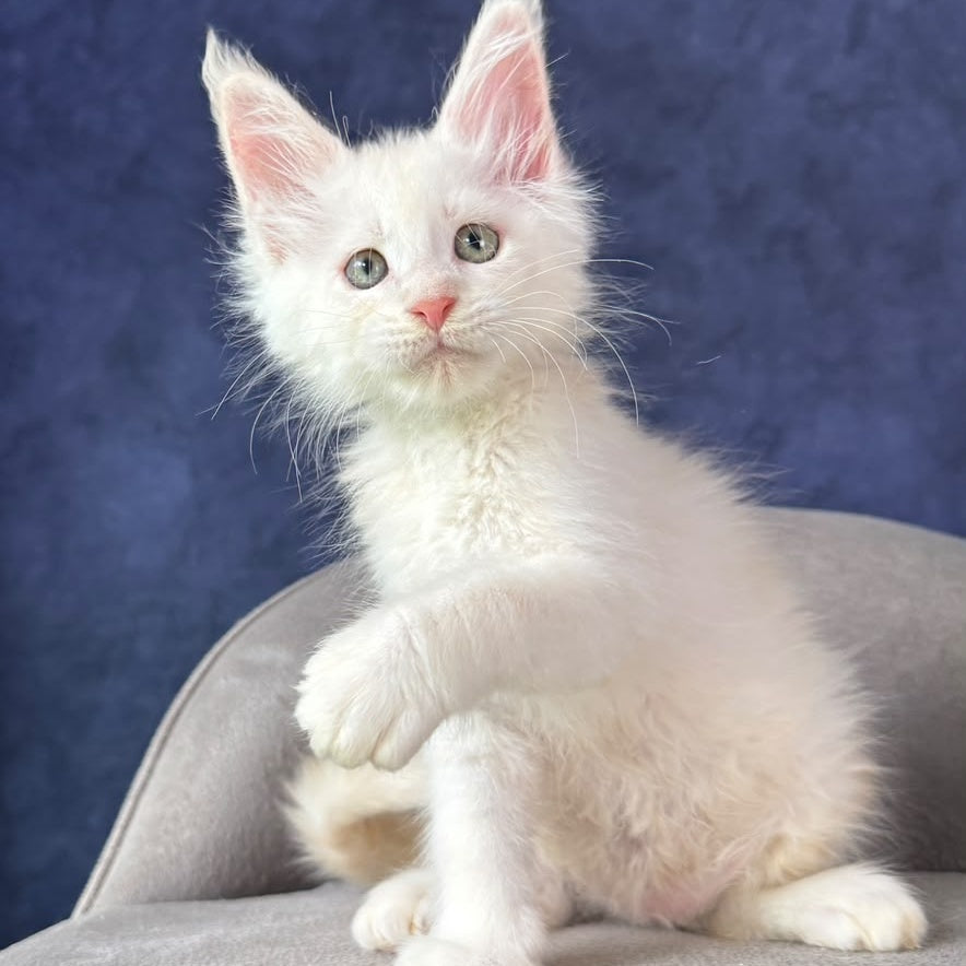 Taivar Maine Coon male, red silver shaded