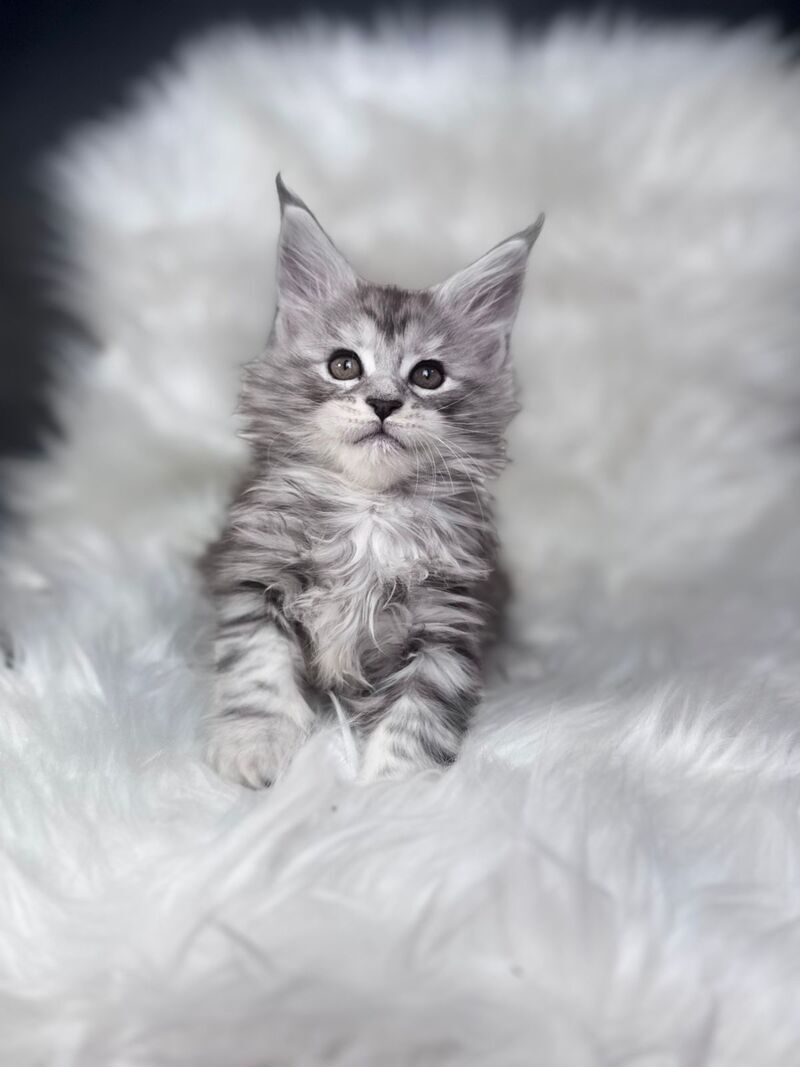 Conor Maine Coon male black silver tabby bicolour - live animals