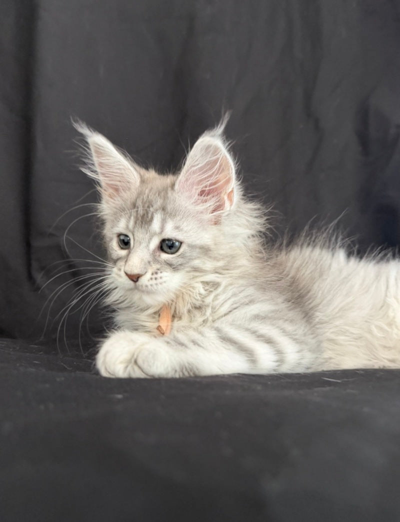 Zarqa Maine Coon female, blue silver tabby
