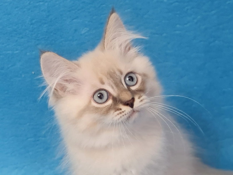 Angel Siberian male blue tabby pointed - live animals
