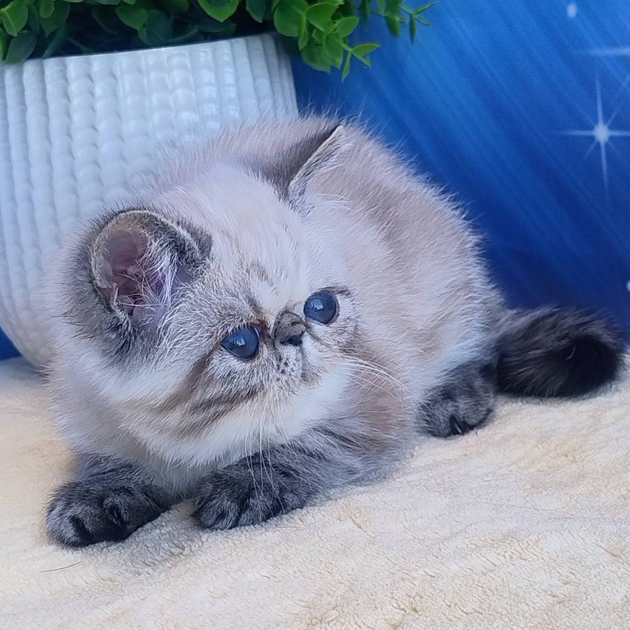 Hloe Exotic female, black tabby pointed
